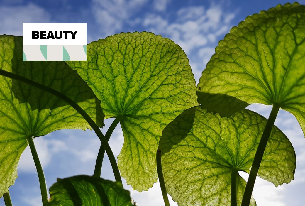 thalictrum plant Thalictrum Elin (Meadow Rue) main image 0