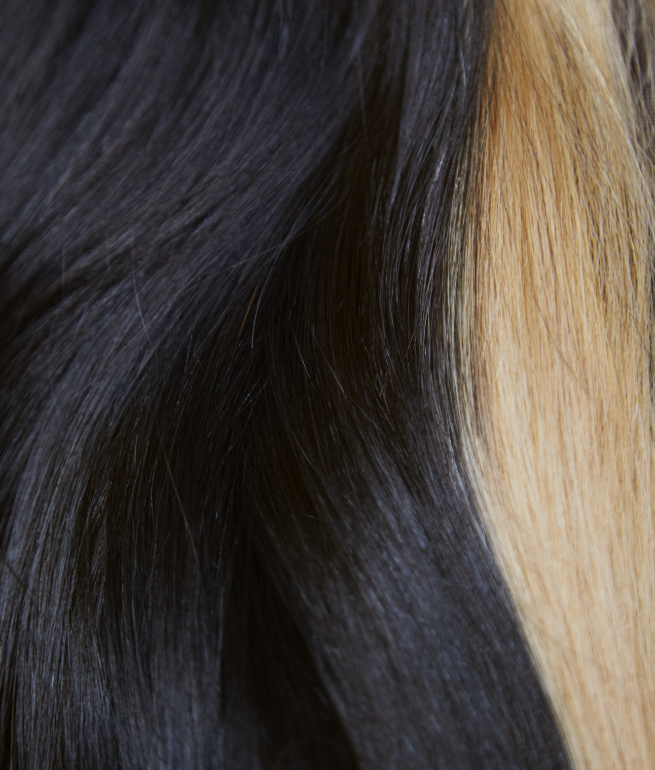 1B with Blonde Front Highlight||carousel