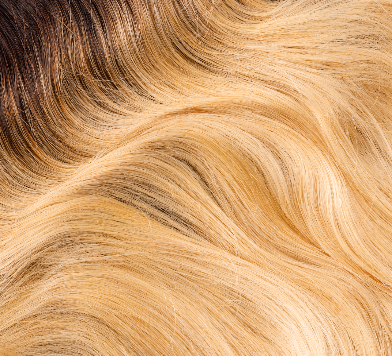 Blonde (#613) with Dark Roots (#1B)||carousel